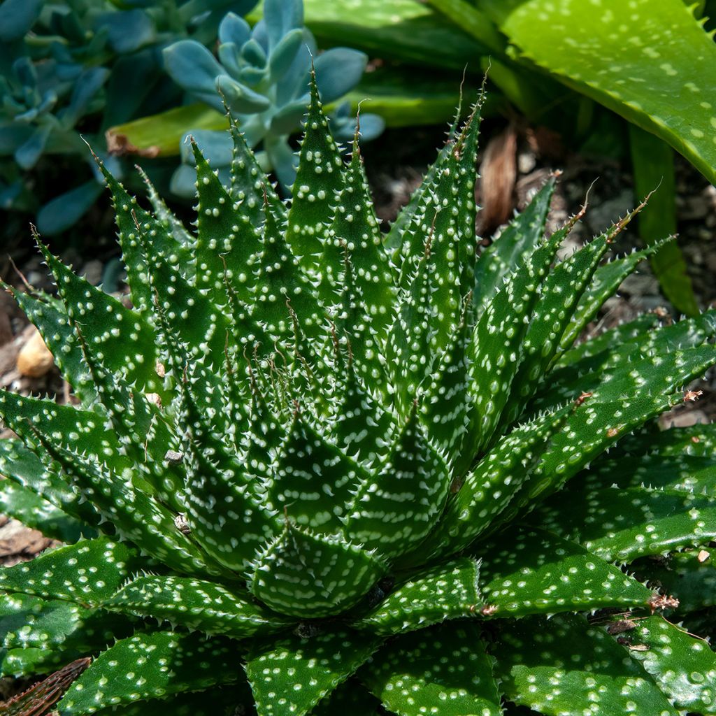 Aloe aristata - Planta antorcha