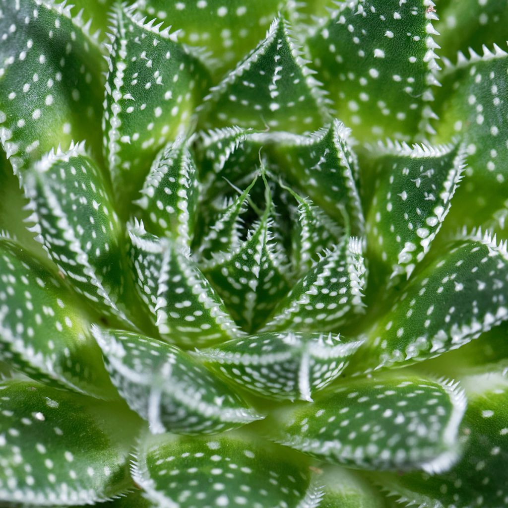 Aloe aristata - Planta antorcha