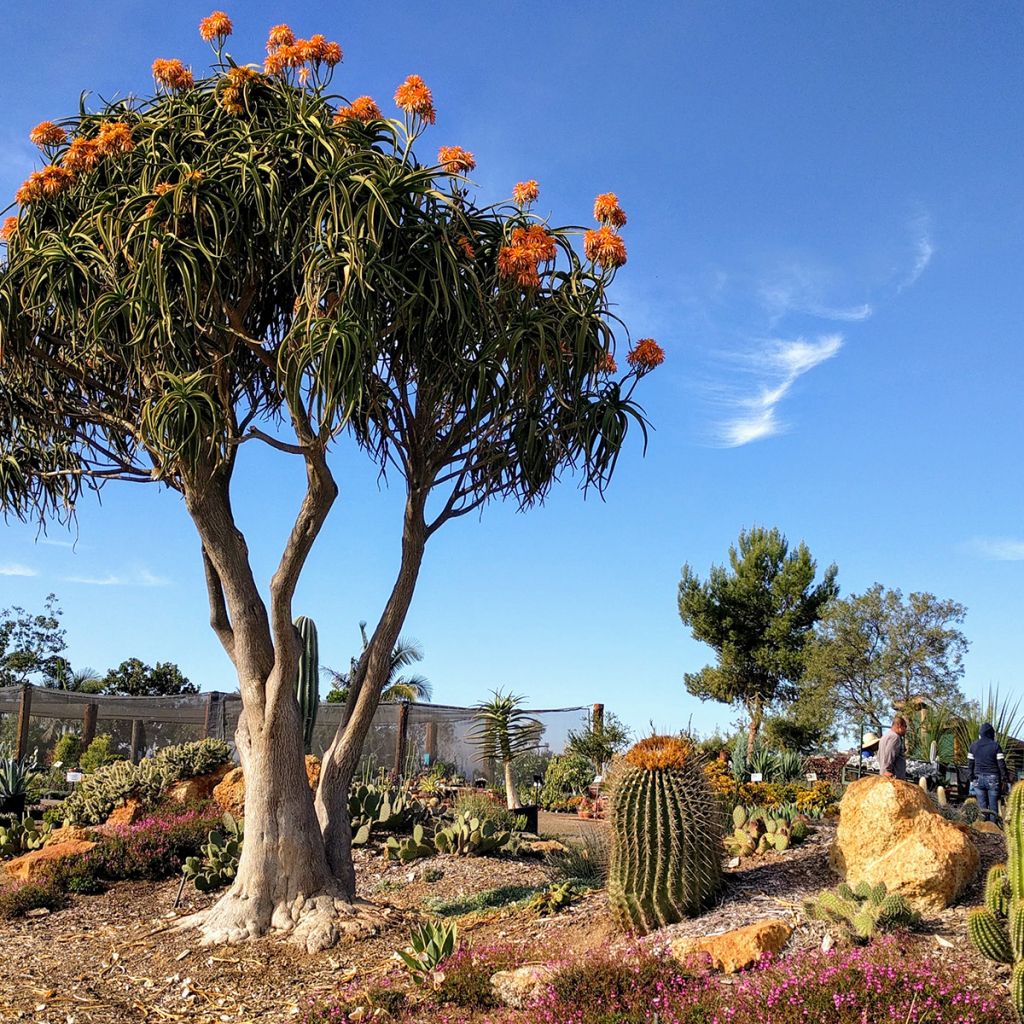 Aloe bainesii ou Aloe barberae - Aloès en arbre