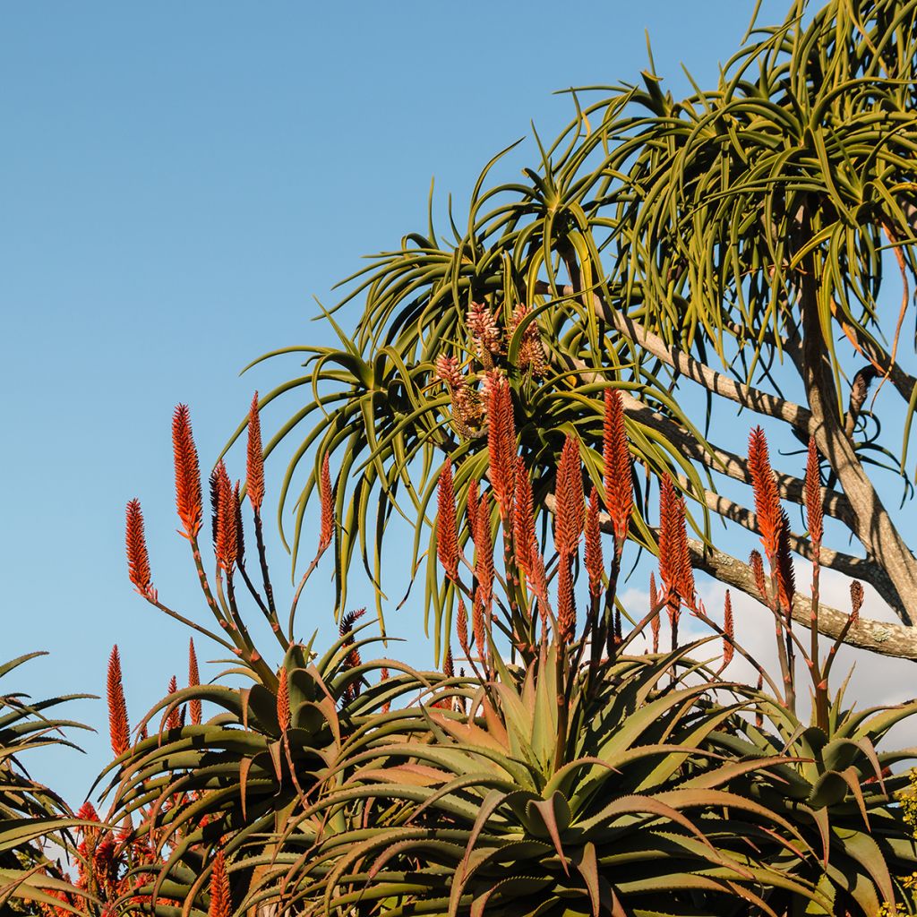 Aloe bainesii ou Aloe barberae - Aloès en arbre