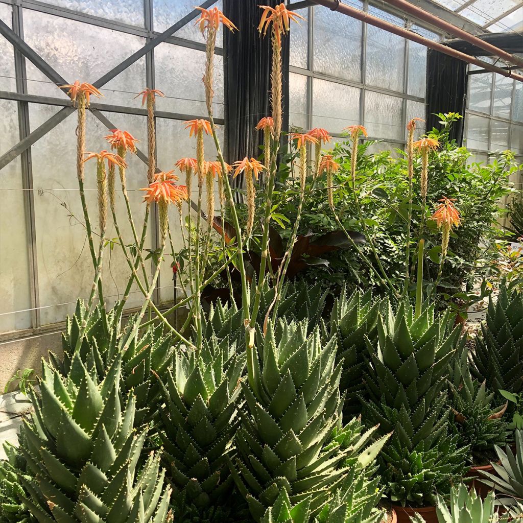 Aloe perfoliata (mitriformis)