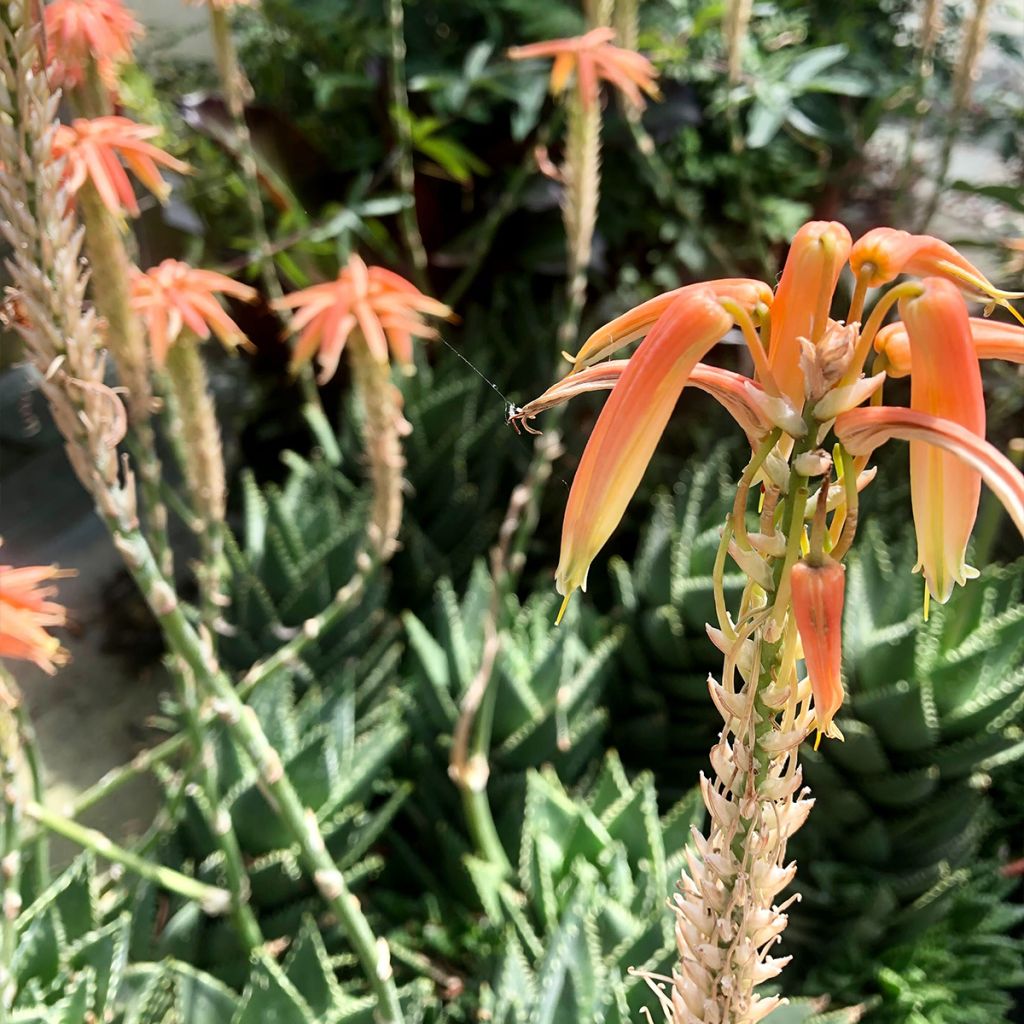 Aloe perfoliata (mitriformis)