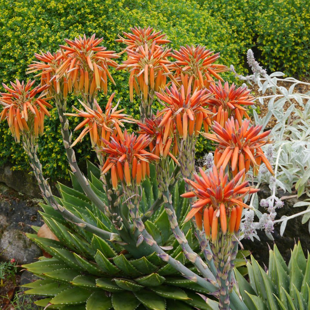 Aloe polyphylla - Aloe espiral