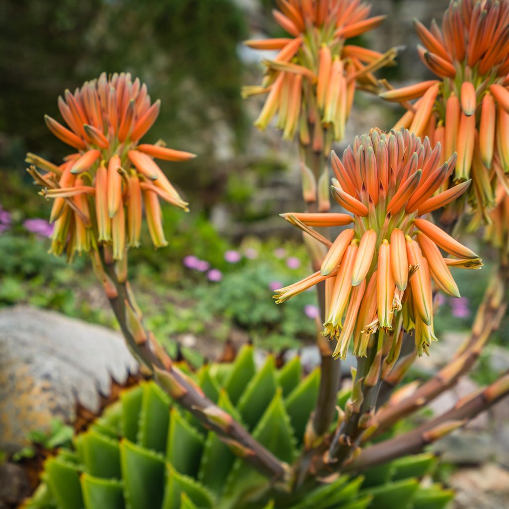 Aloe polyphylla - Aloe espiral