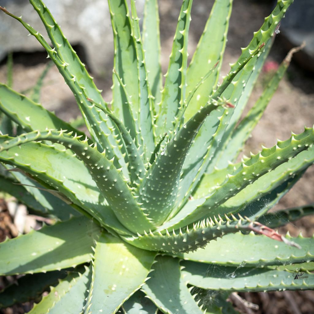 Aloe spinosissima