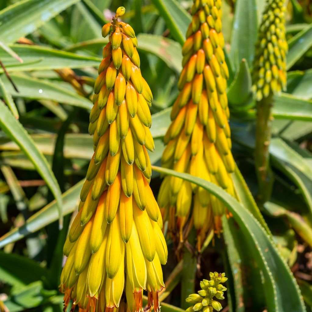 Aloe striatula