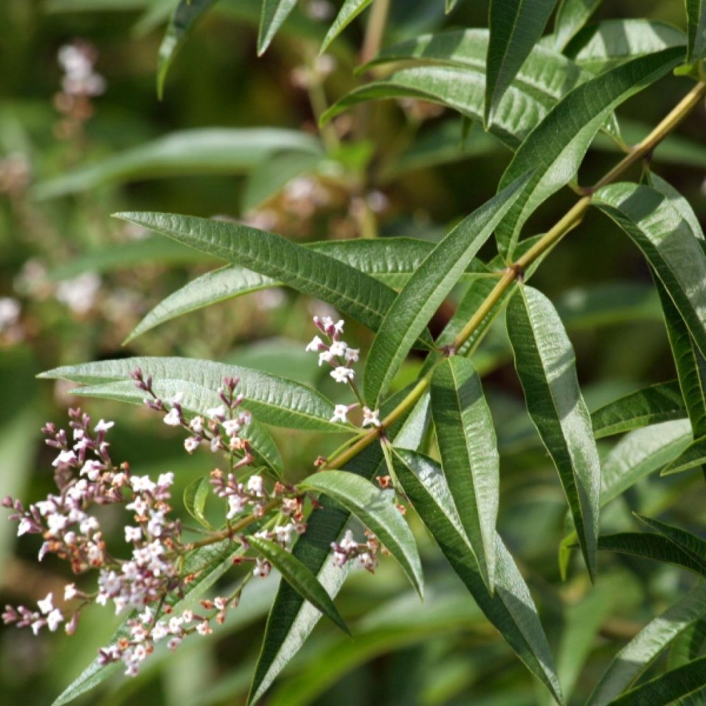 Hierba Luisa - Aloysia triphylla