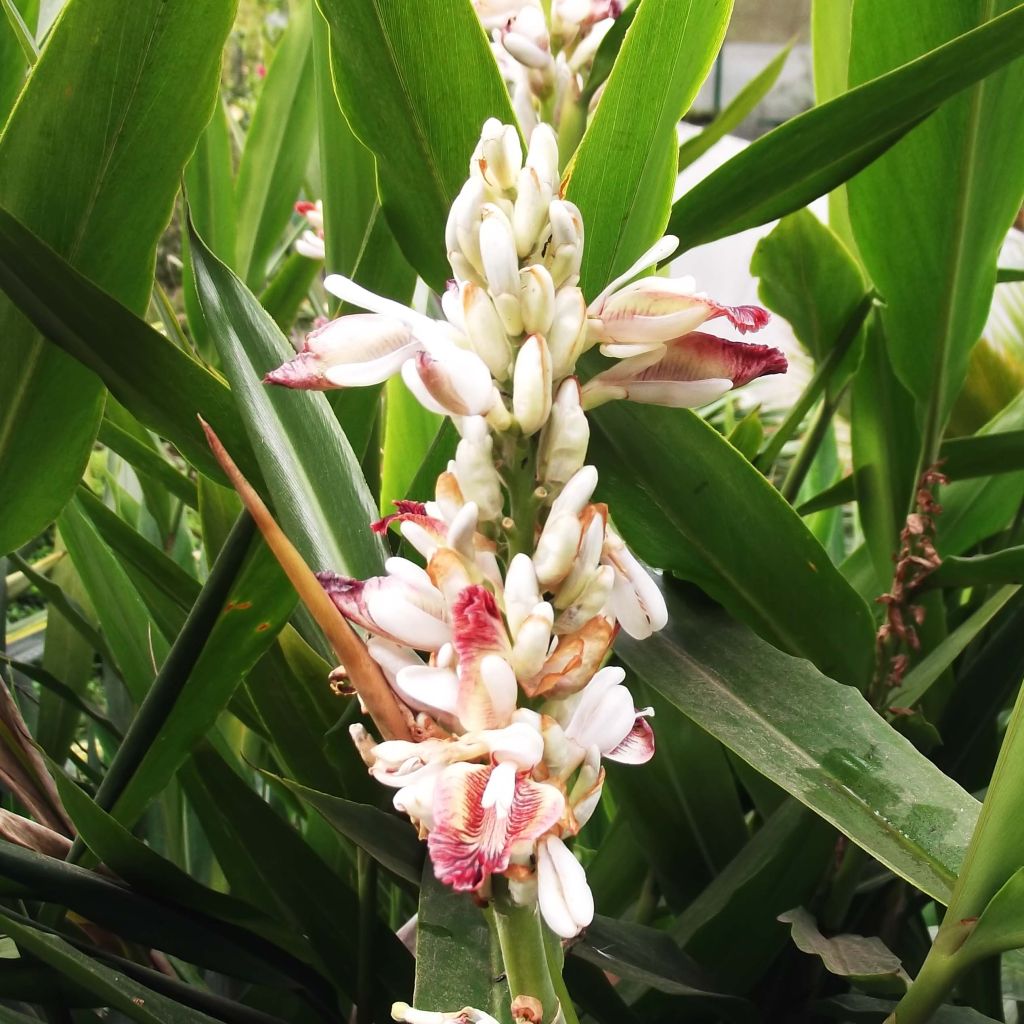 Alpinia galanga - Grand Galanga