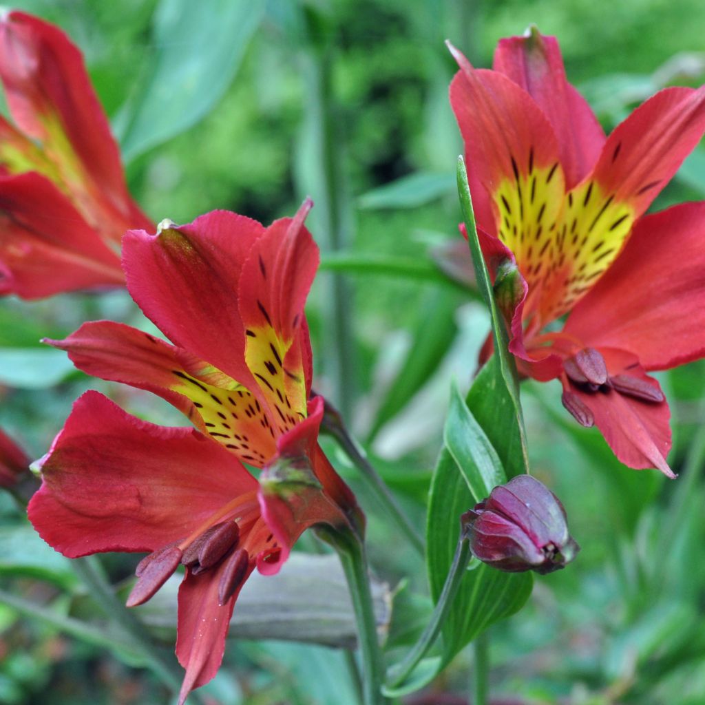 Alstroemère Inca Adore - Alstroemeria