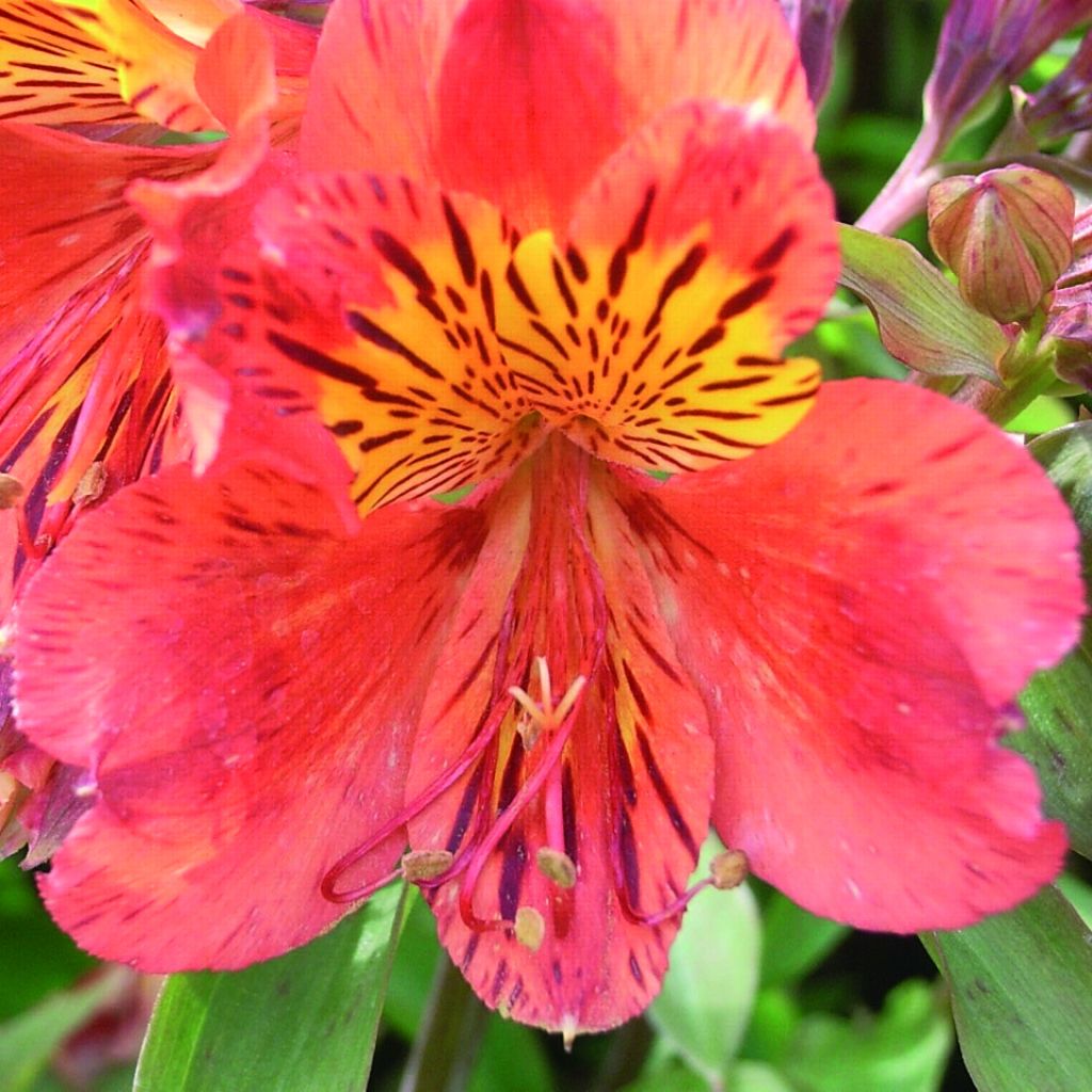 Alstroemère Inca Tropic - Alstroemeria