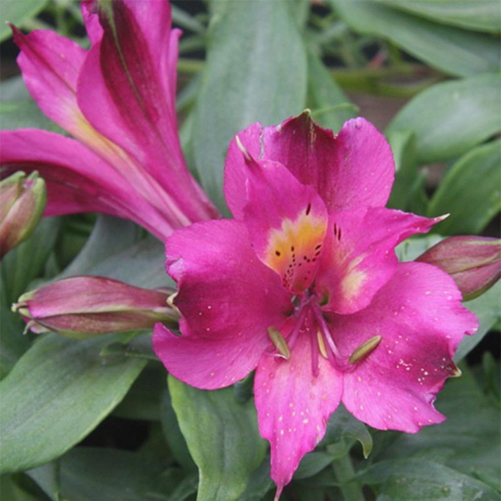 Alstroemère Inca Yuko - Alstroemeria