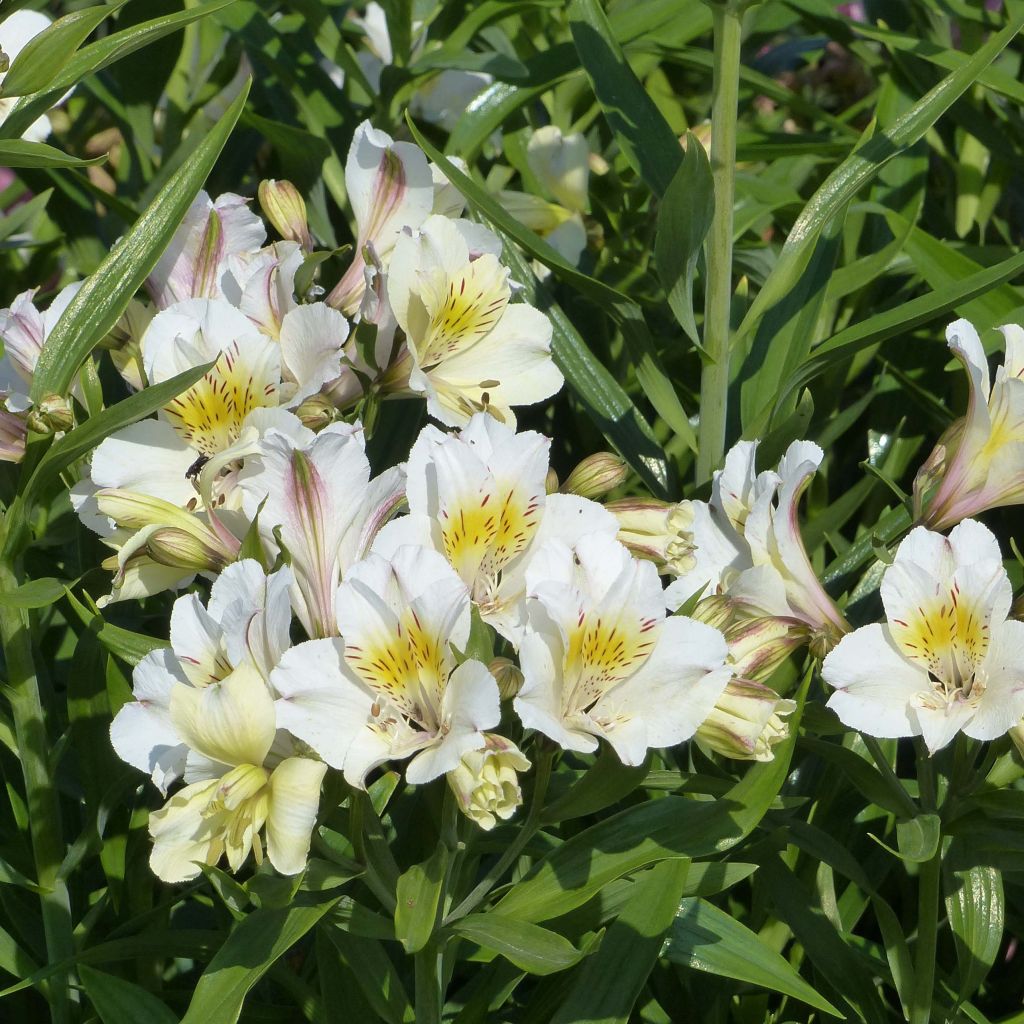 Alstroemeria Garden Summer Sky - Lis des Incas