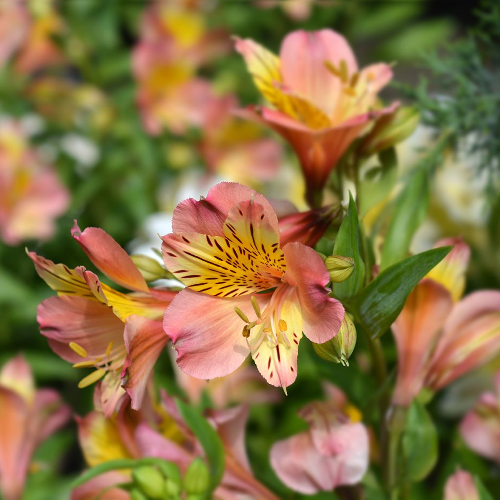 Alstroemeria Majestic Henri