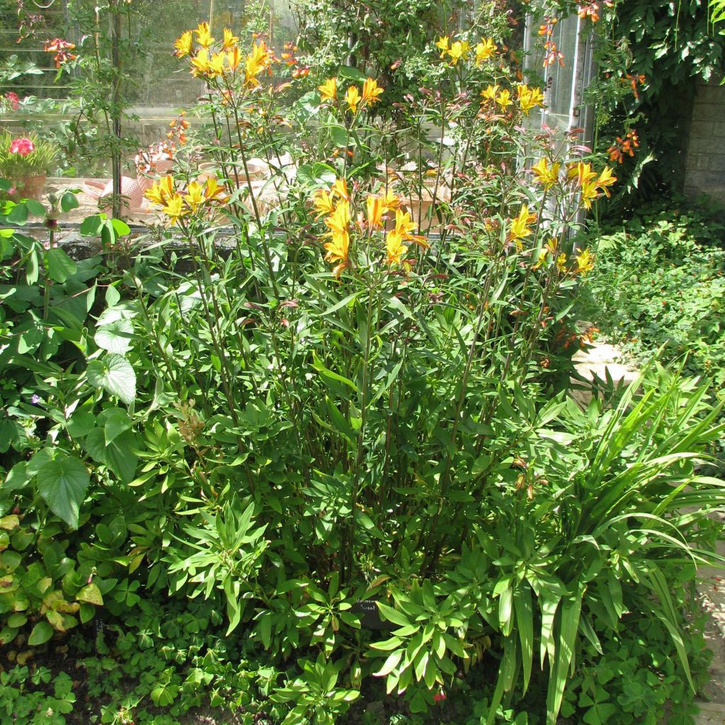 Alstroemeria  Sweet Laura - Lys des Incas