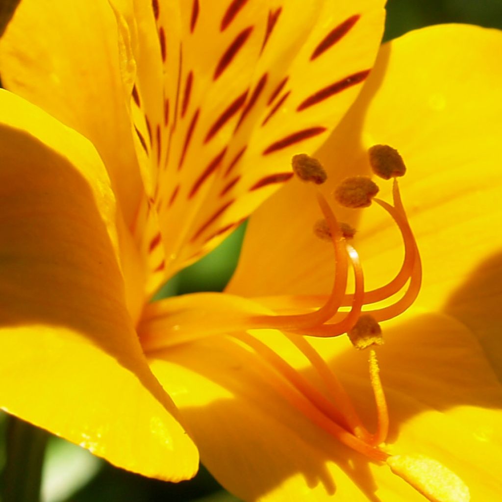 Alstroemeria aurantiaca