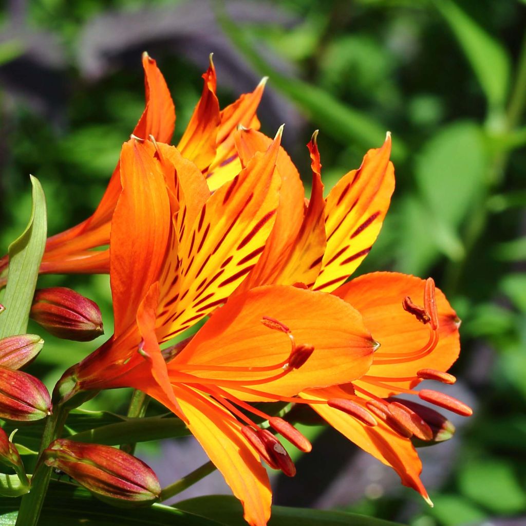 Alstroemeria aurea Orange King - Lys des Incas