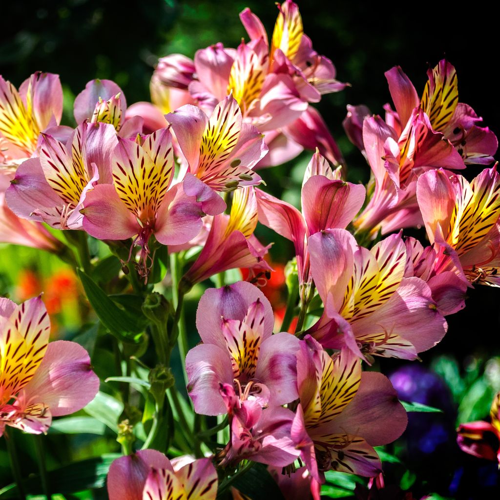 Alstroemeria ligtu-hybride