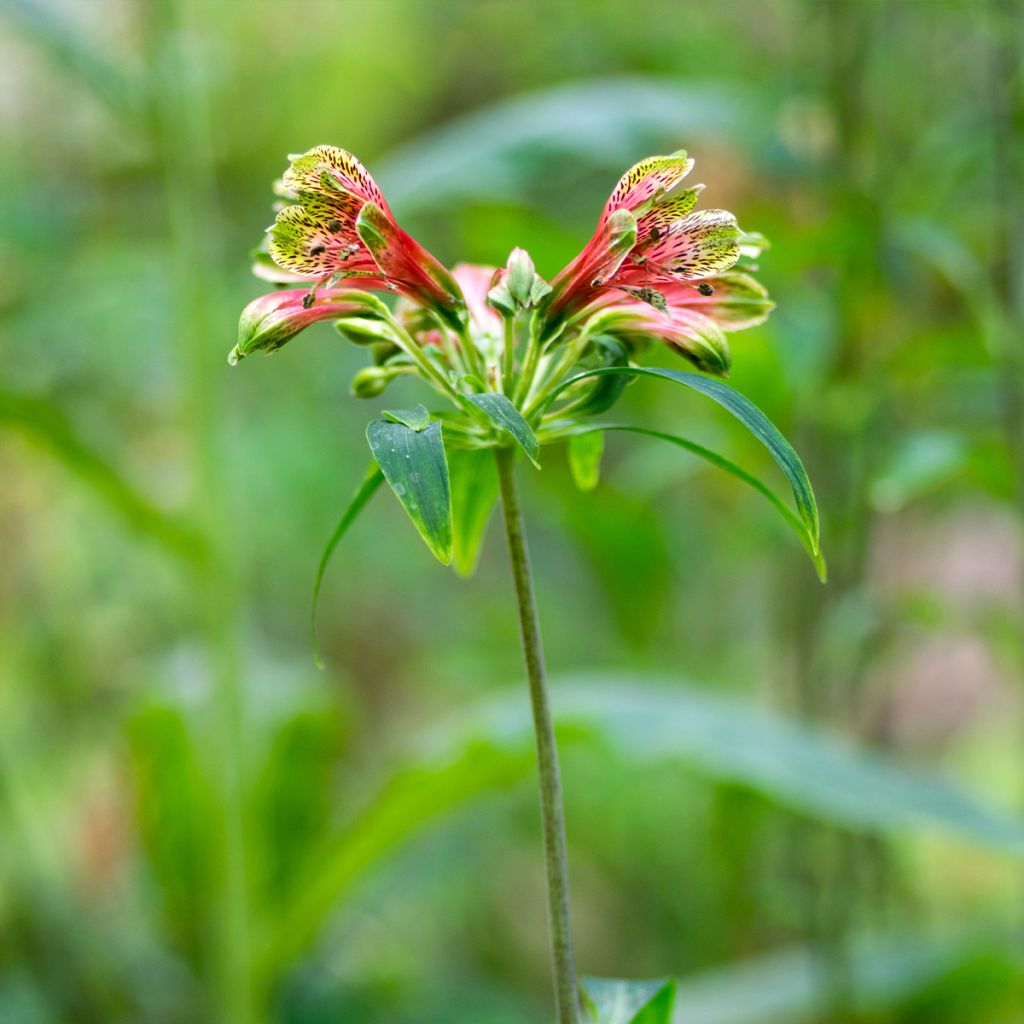 Alstroemeria psittacina - Lys des Incas, Alstroémère perroquet