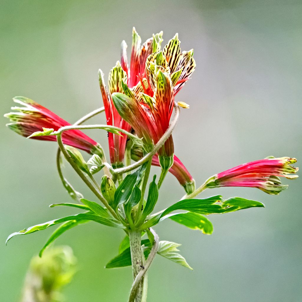 Alstroemeria psittacina - Lys des Incas, Alstroémère perroquet