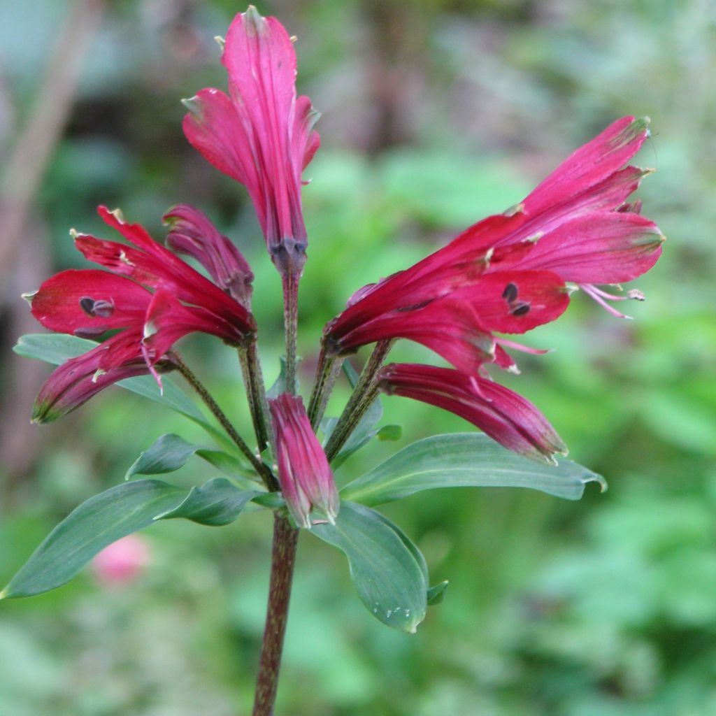 Alstroemeria psittacina Variegata, Lis des Incas