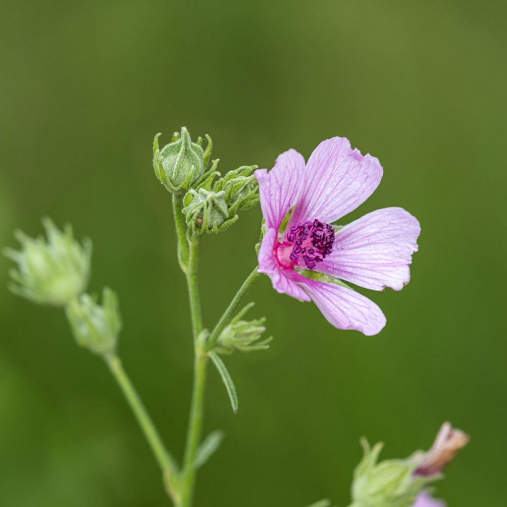 Althaea cannabina - Matilla cañamera