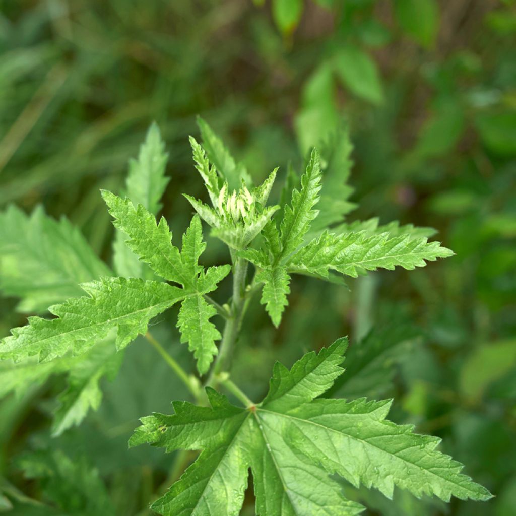 Althaea cannabina - Matilla cañamera