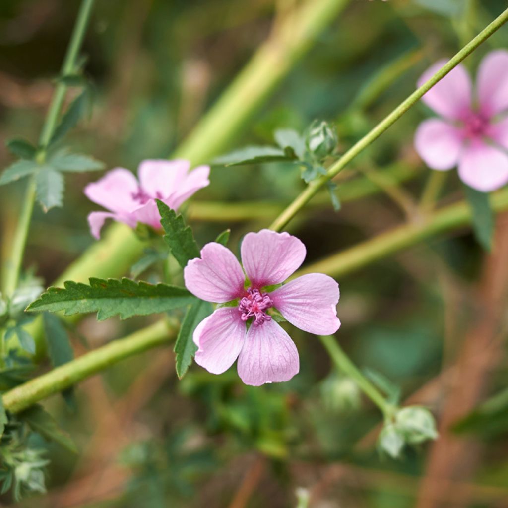 Althaea cannabina - Matilla cañamera