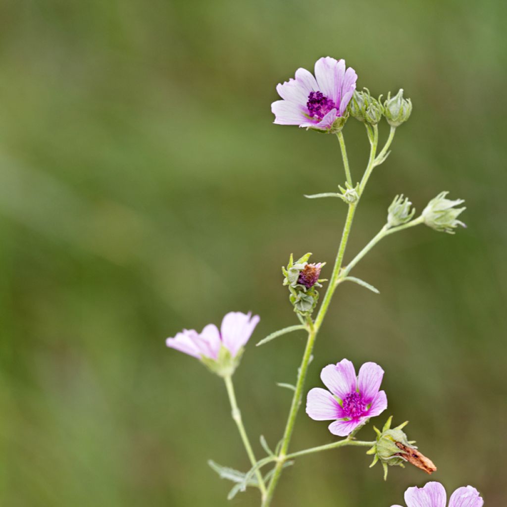 Althaea cannabina - Matilla cañamera