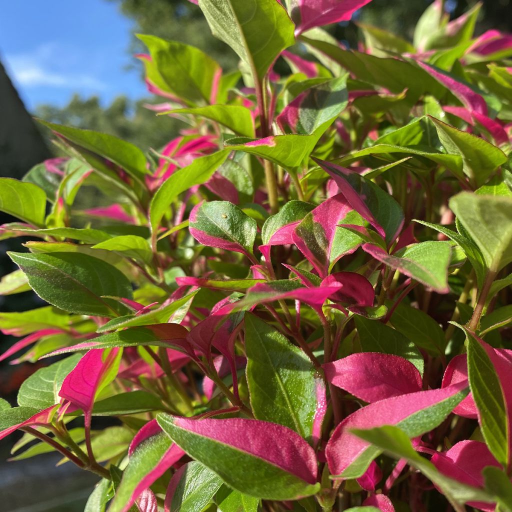 Alternanthera ficoidea Party Time