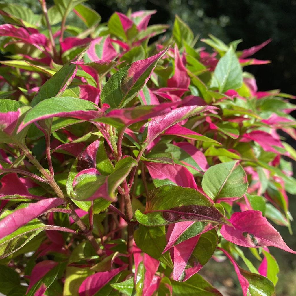 Alternanthera ficoidea Party Time