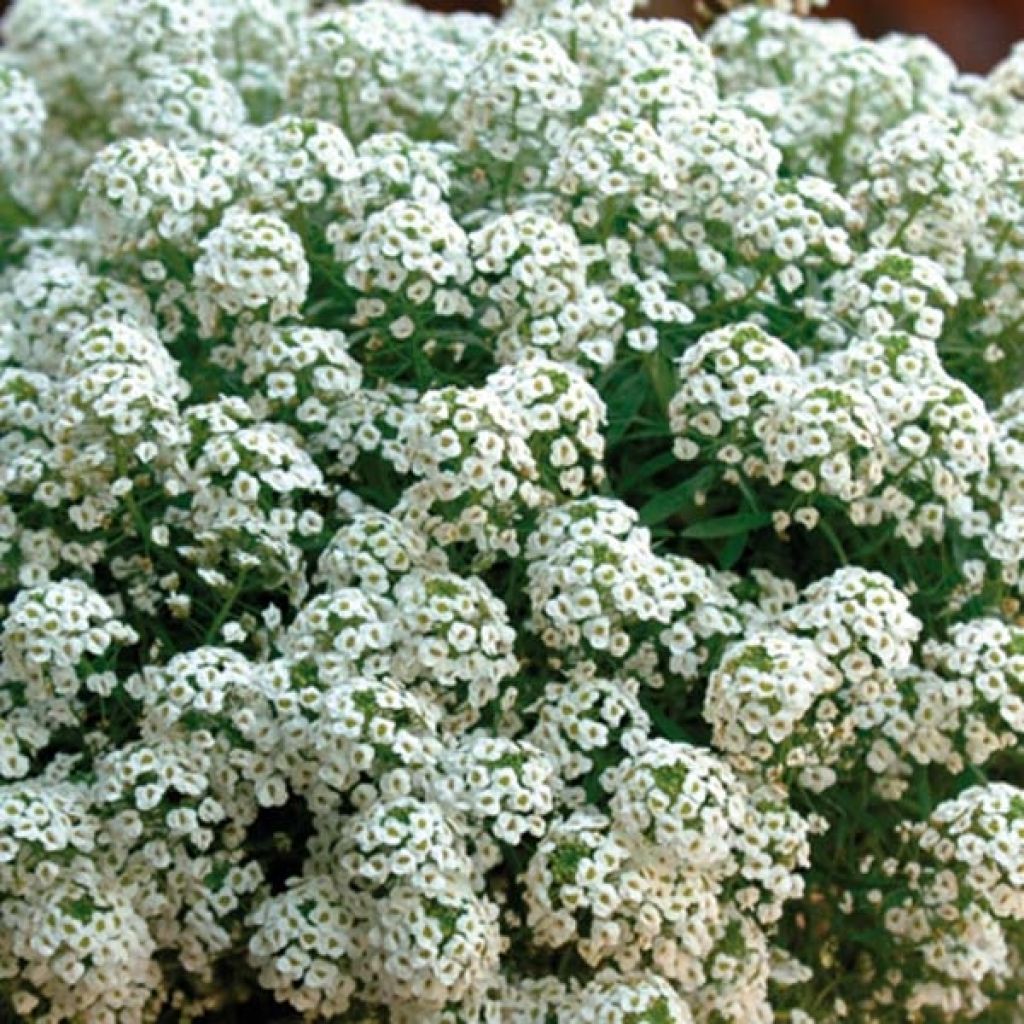 Alysse odorant - Lobularia Snow Princess