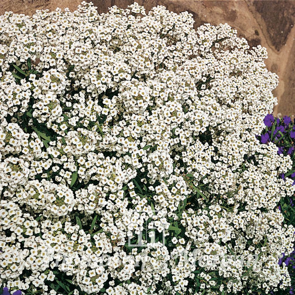 Aliso marítimo Carpet Of Snow - Lobularia maritima