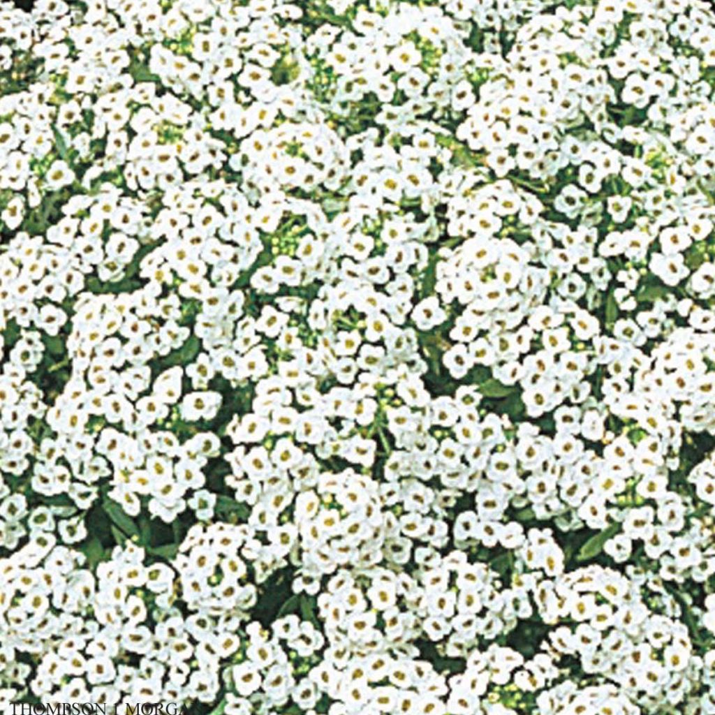 Alyssum Snow Crystals - alysse odorant