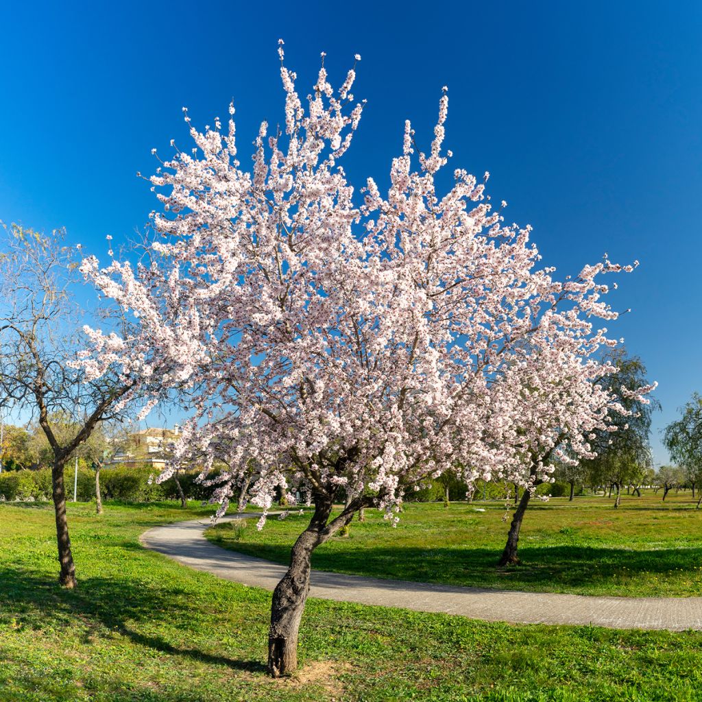 Almendro - Prunus dulcis