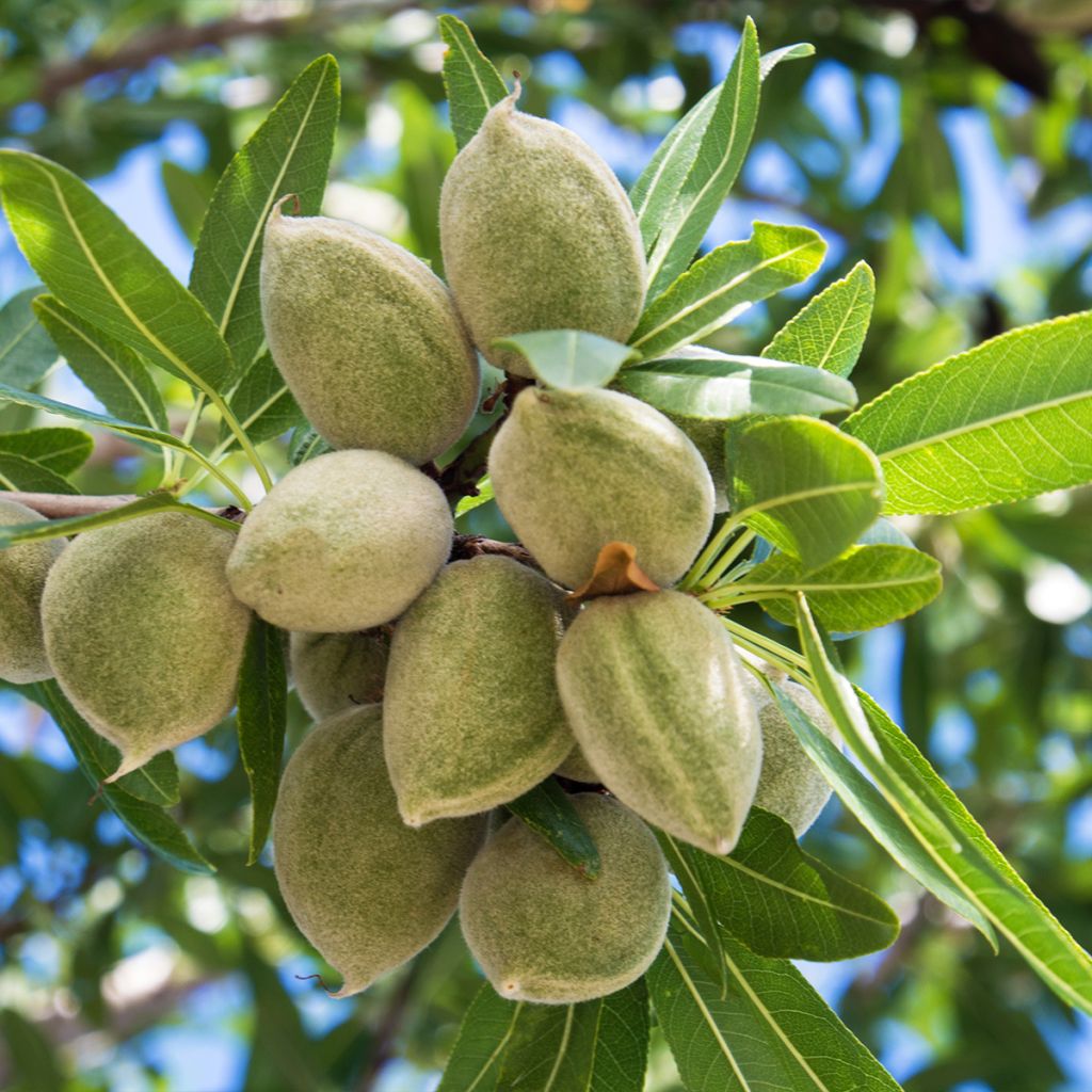 Almendro - Prunus dulcis