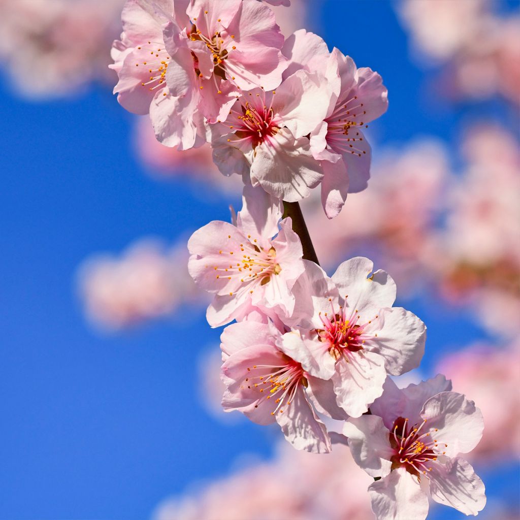 Almendro - Prunus dulcis