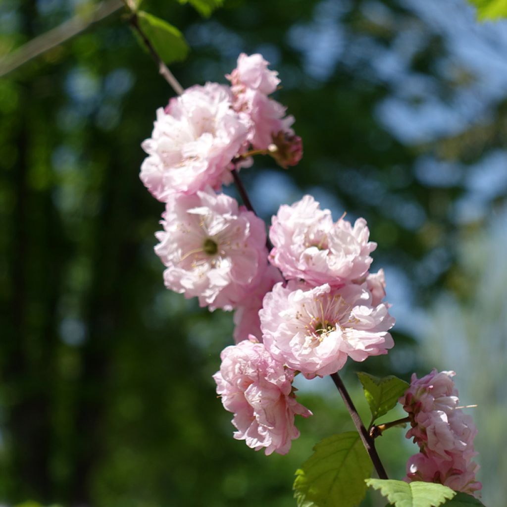 Ciruelo de flor Multiplex - Prunus triloba