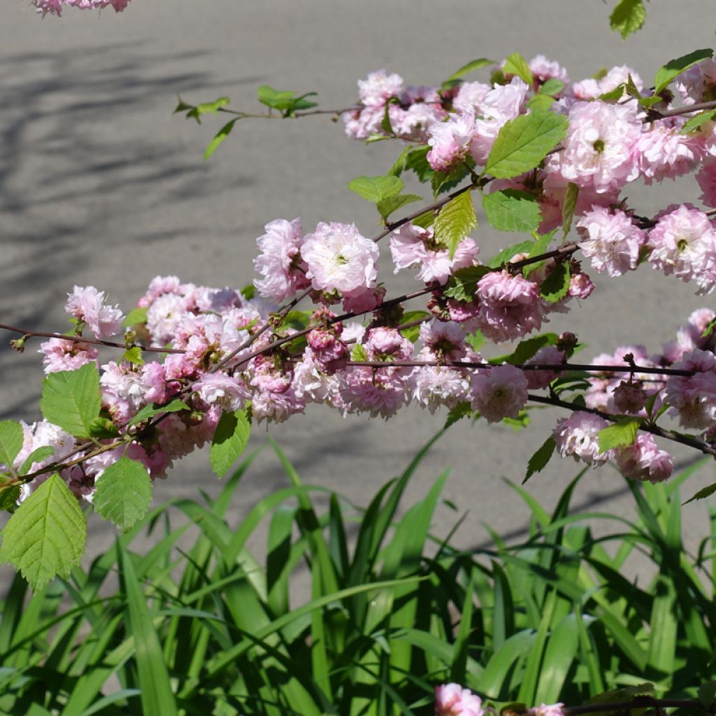 Ciruelo de flor Multiplex - Prunus triloba