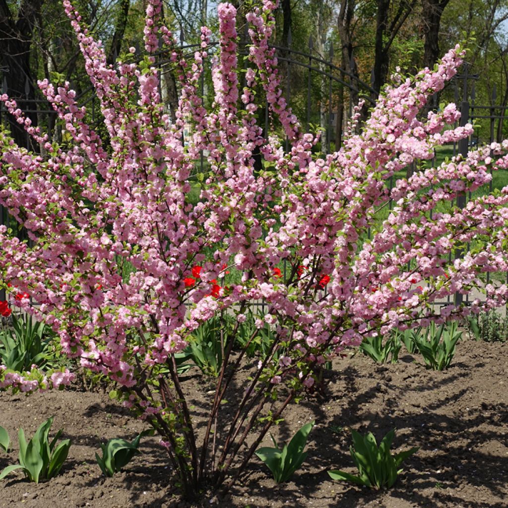 Ciruelo de flor Multiplex - Prunus triloba