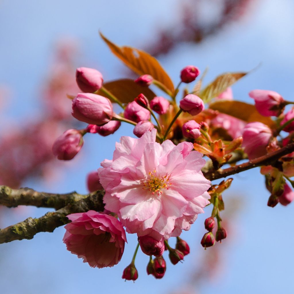 Ciruelo de flor Multiplex - Prunus triloba