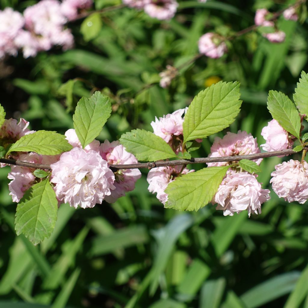 Ciruelo de flor Multiplex - Prunus triloba