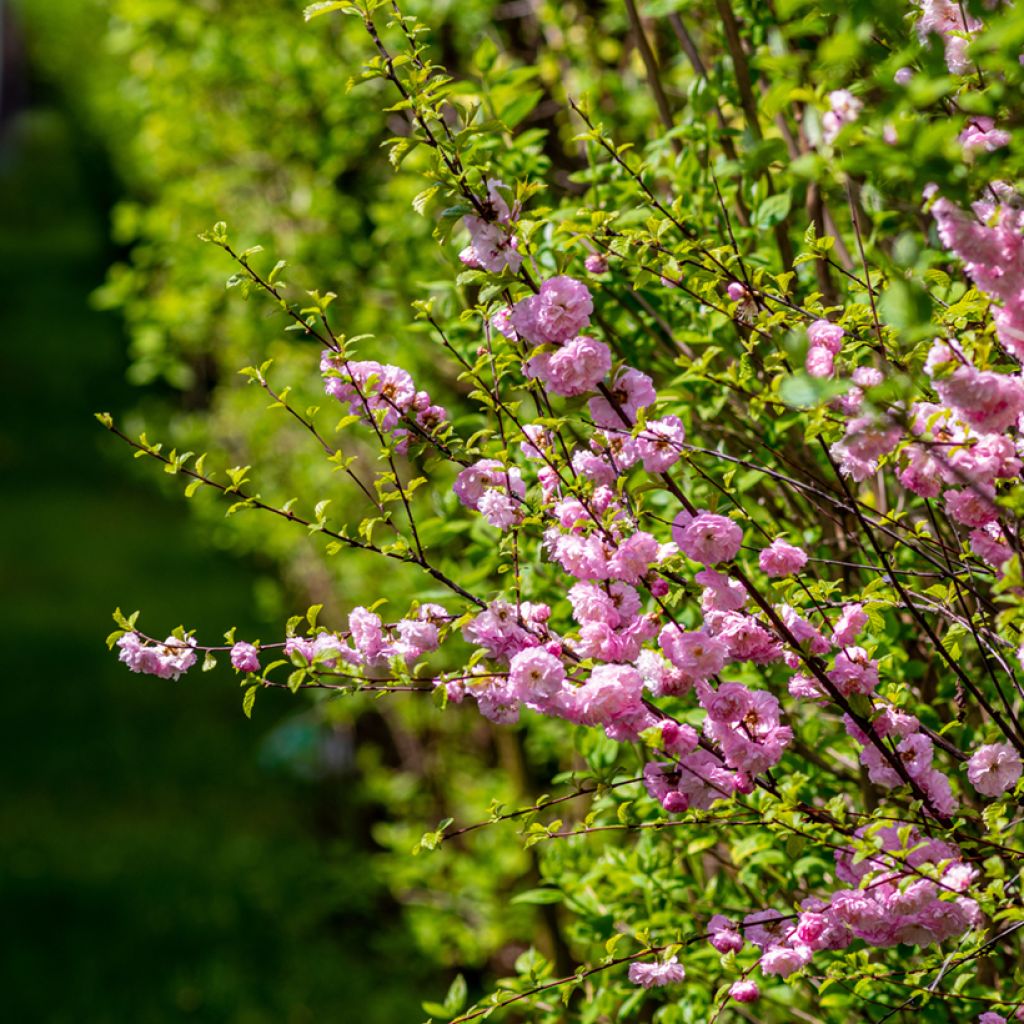 Ciruelo de flor - Prunus triloba