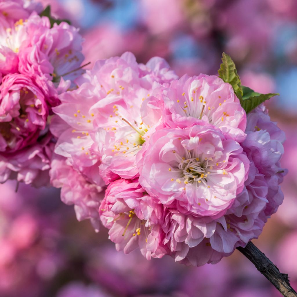 Ciruelo de flor - Prunus triloba