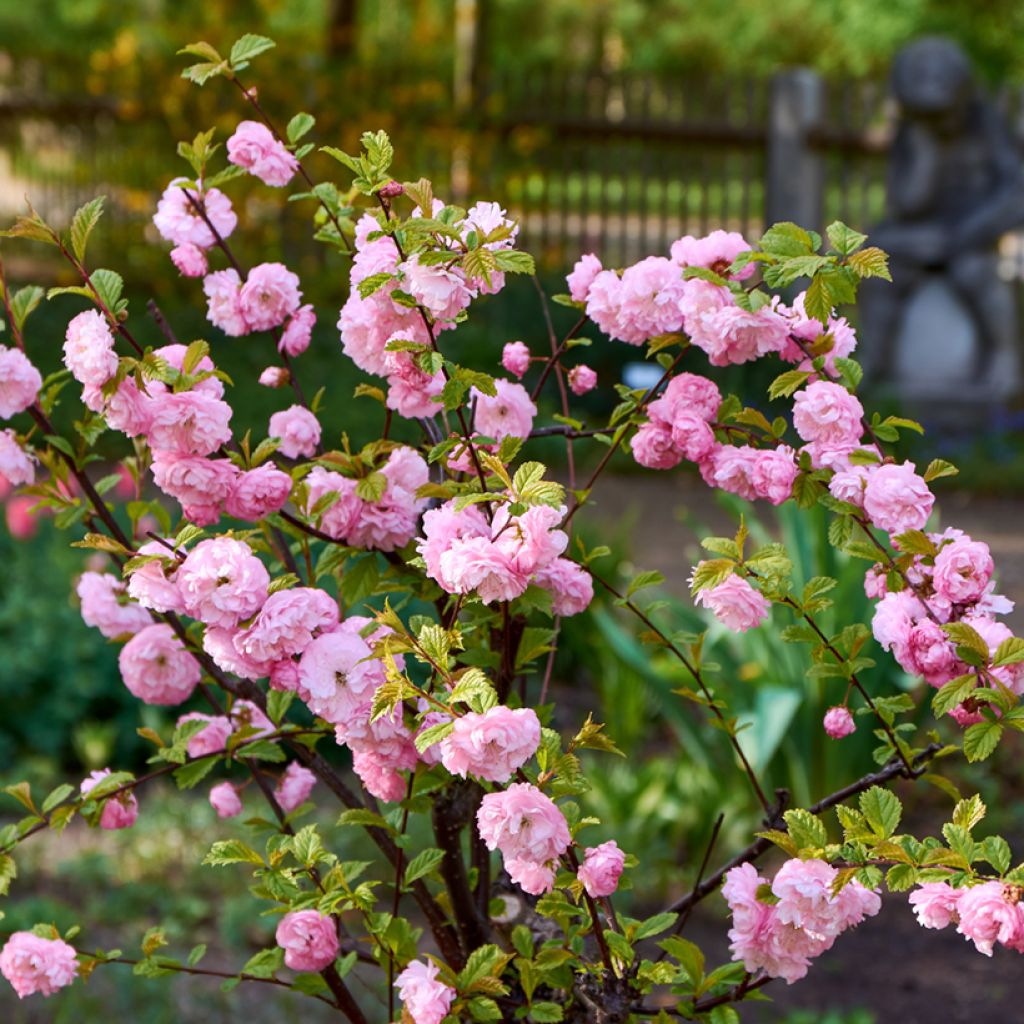 Ciruelo de flor - Prunus triloba