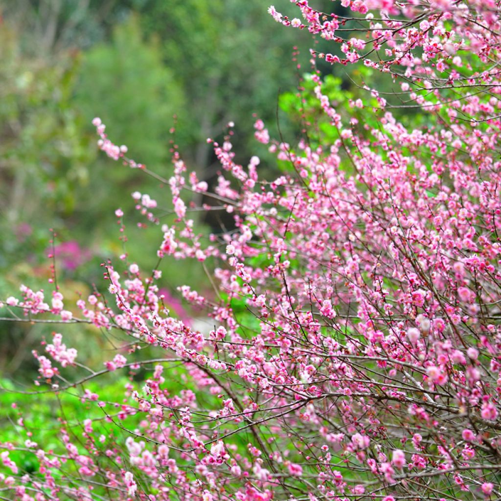 Ciruelo de flor - Prunus triloba