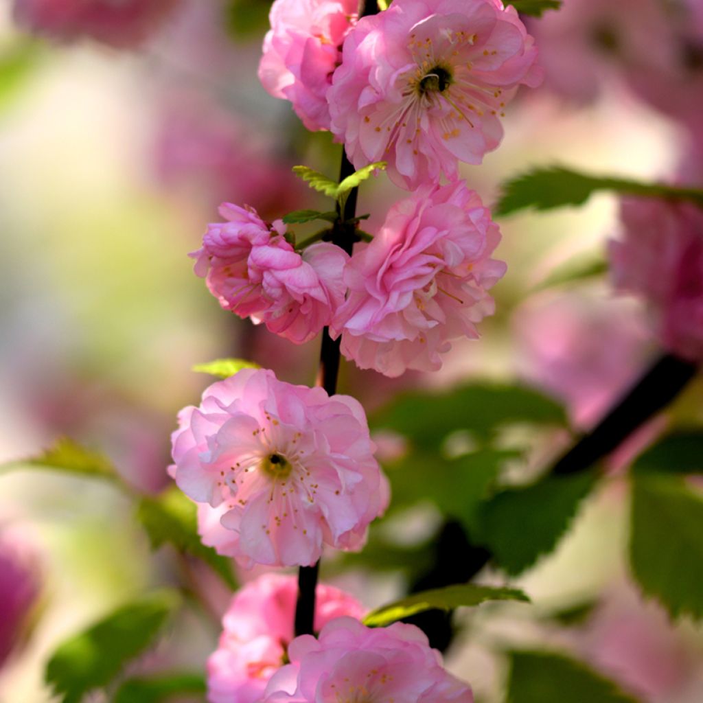 Ciruelo de flor - Prunus triloba