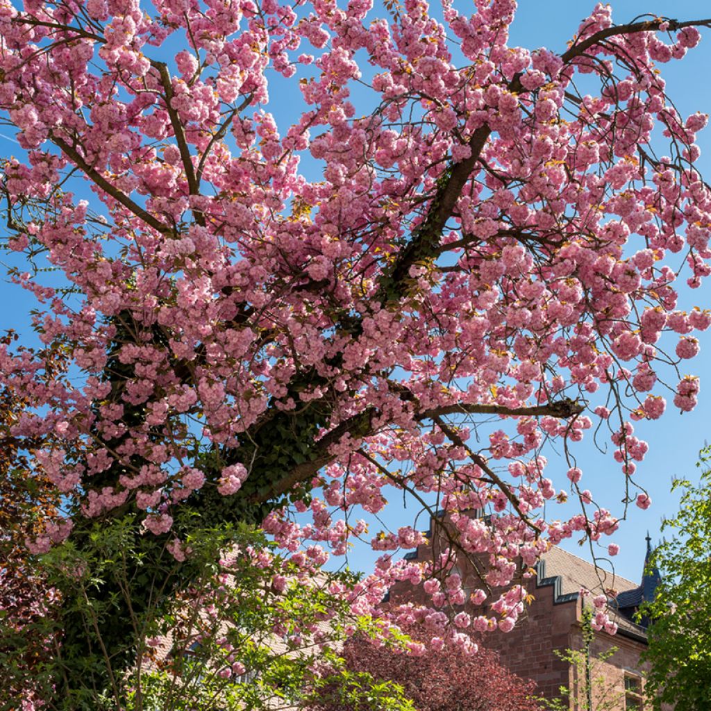 Ciruelo de flor - Prunus triloba