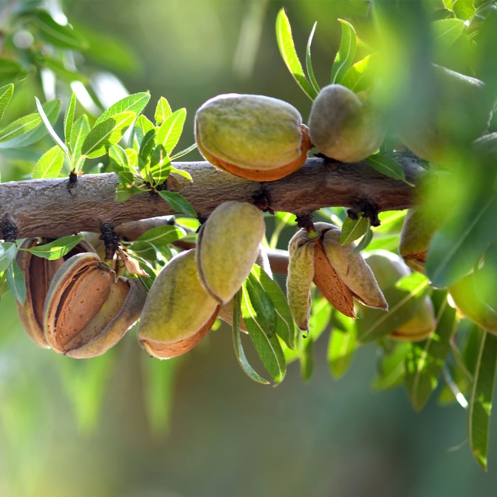 Amandier nain autofertile Fruit me Almond me - Prunus dulcis