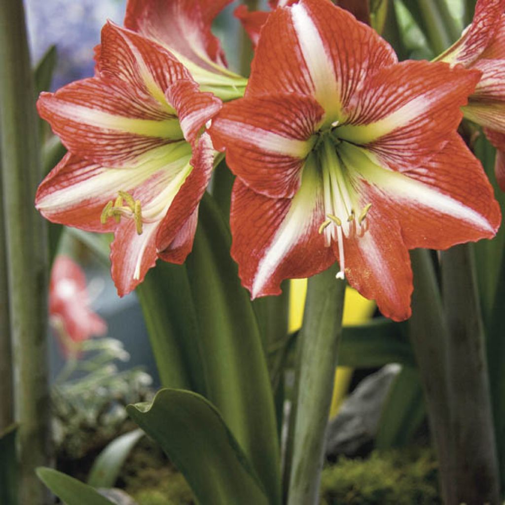 Amaryllis Baby Star