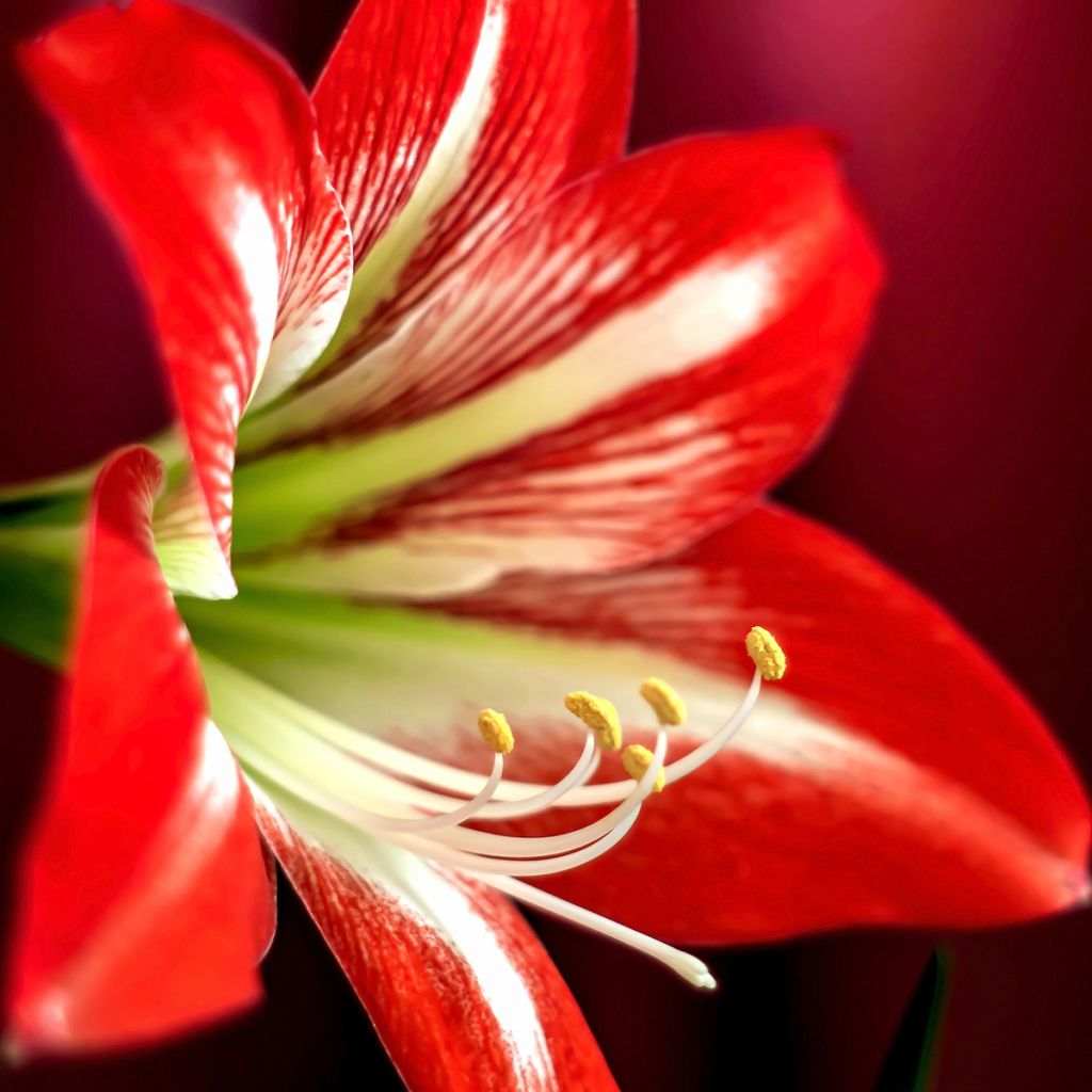 Amaryllis Baby Star - Hippeastrum